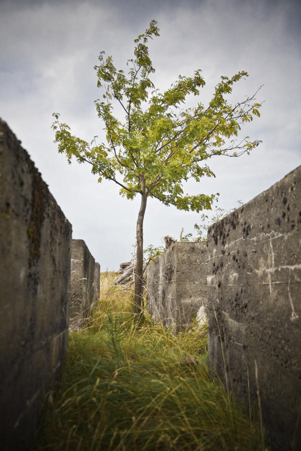 Baum zwischen Monoliten