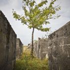 Baum zwischen Monoliten