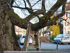 baum_abgestützt