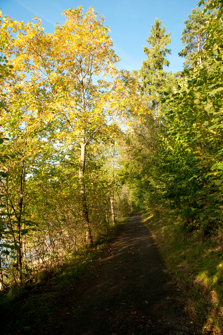 Baumalee im Herbst