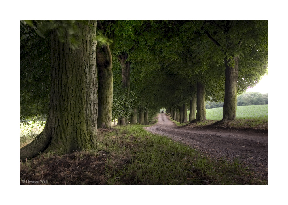 [ Baumallee ] Foto & Bild | natur-kreativ, aufnahmetechniken, natur