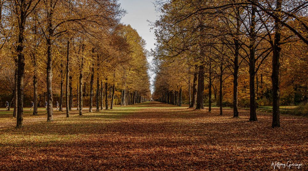 Baumallee Foto & Bild | architektur, jahreszeiten, herbst Bilder auf