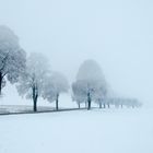 Baumallee an einem Wintermorgen