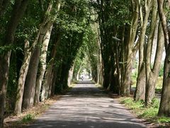 Baumallee auf Texel in De Cocksdorp