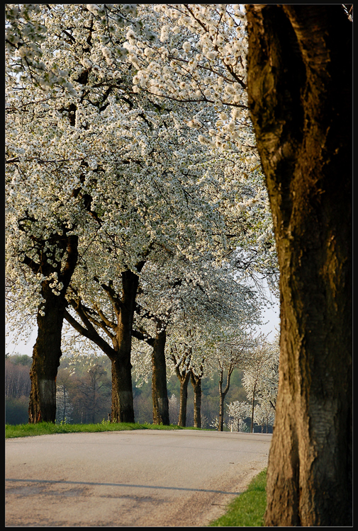 *Baumallee* - Frühling