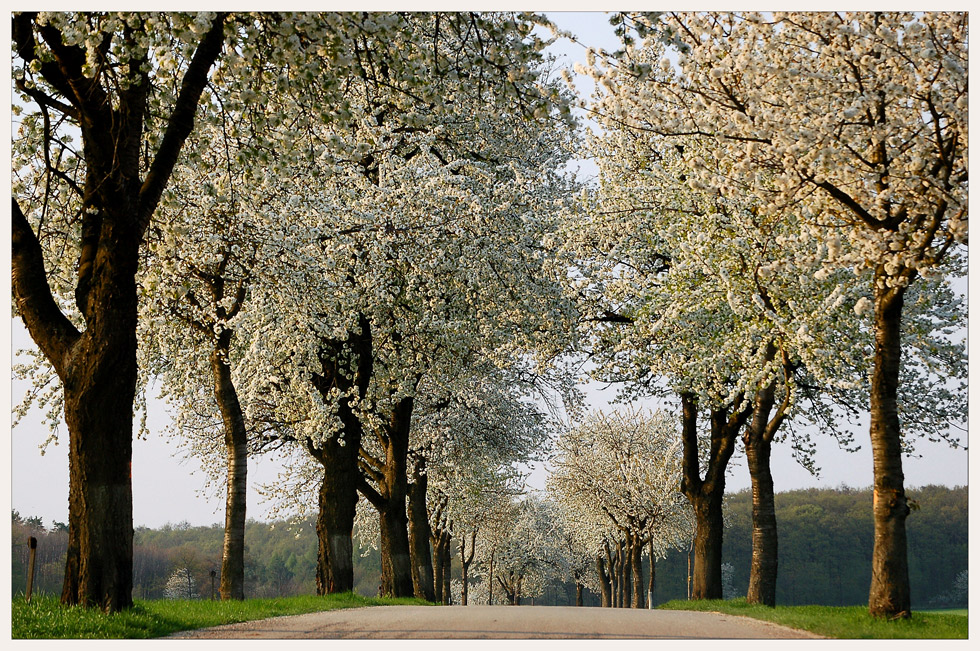 Baumallee - *Frühling*