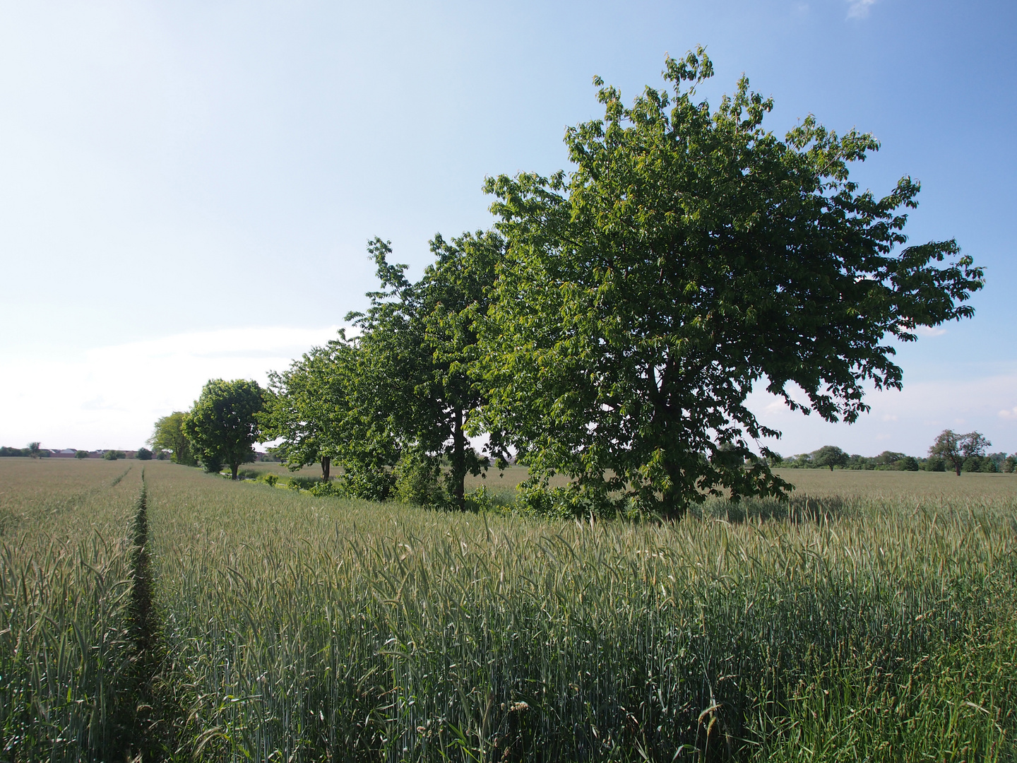 Baumallee im Feld