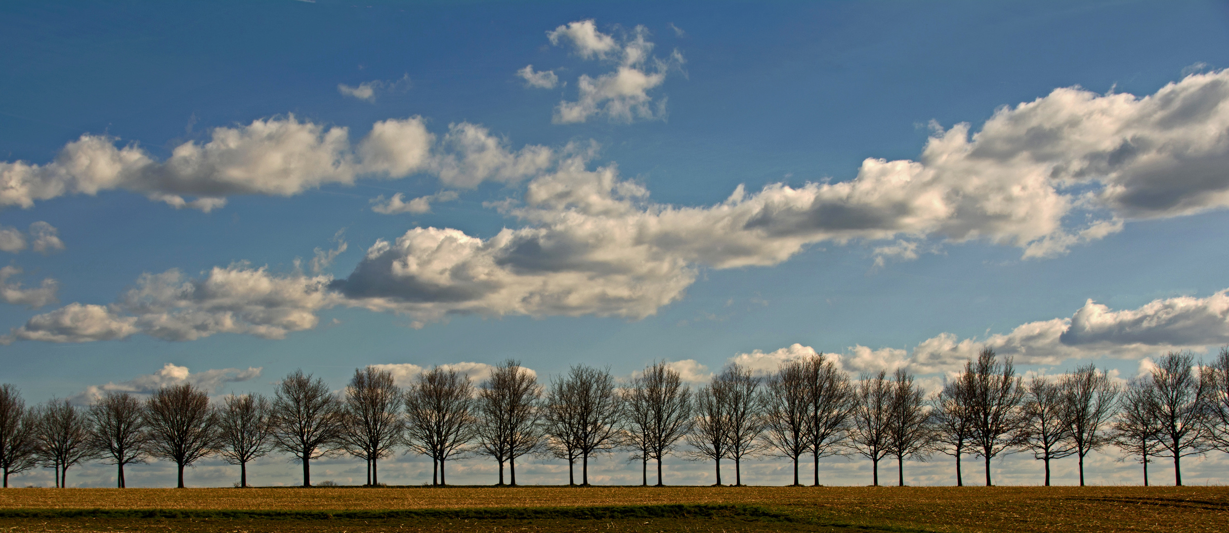 Baumallee im Frühling