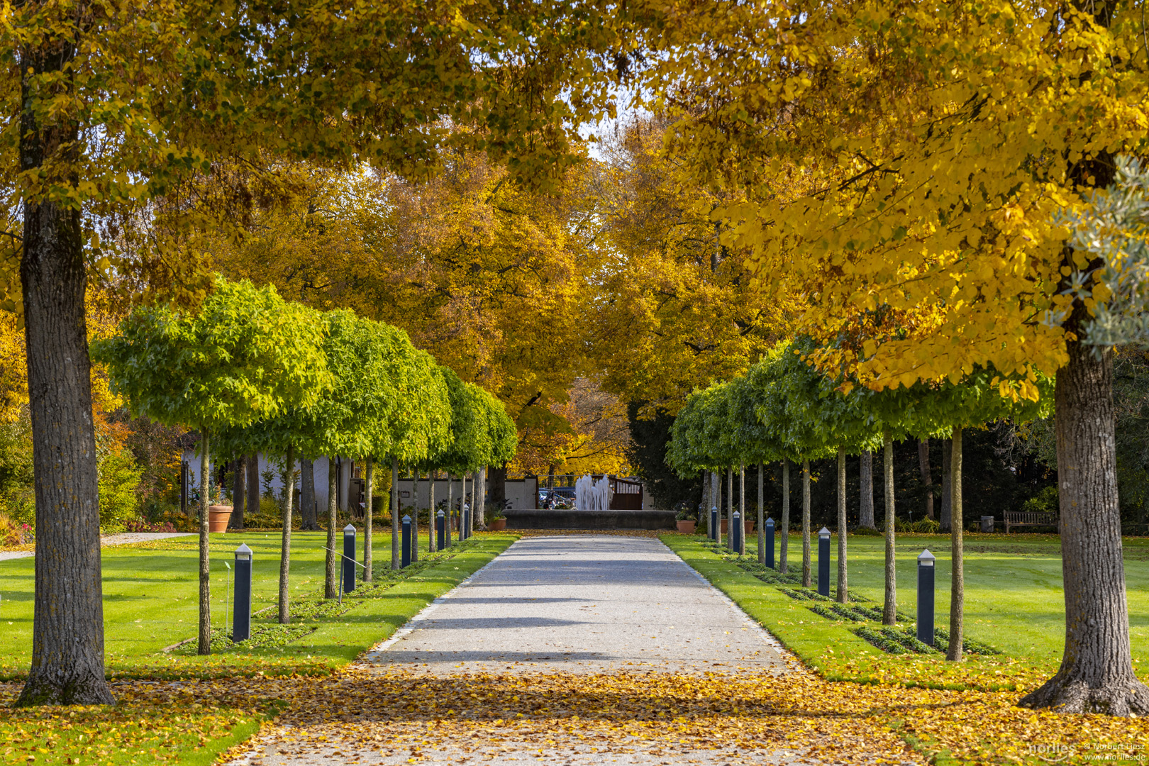 Baumallee im Herbst