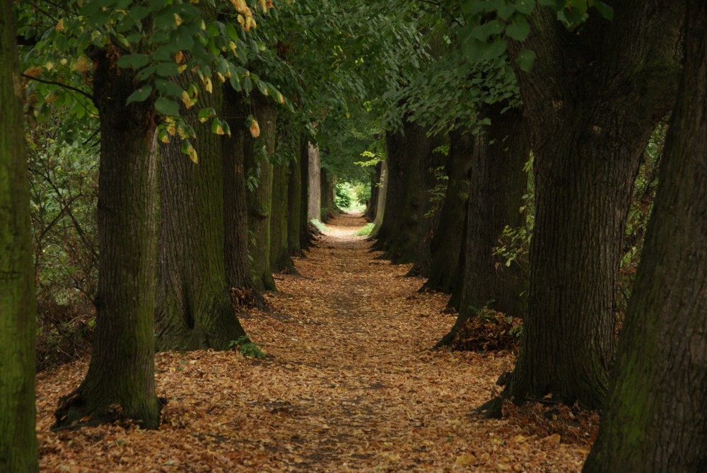 Baumallee im Herbst in Farbe