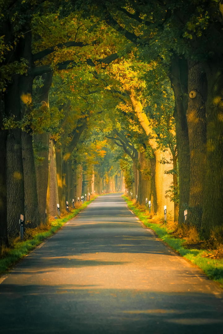 Baumallee im Herbstlicht