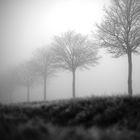 Baumallee im Nebel