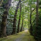 Baumallee im Parque Terra Nostra in Furnas