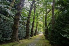 Baumallee im Parque Terra Nostra in Furnas