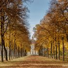 Baumallee im Schlosspark Oberschleissheim