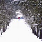 Baumallee im Schnee