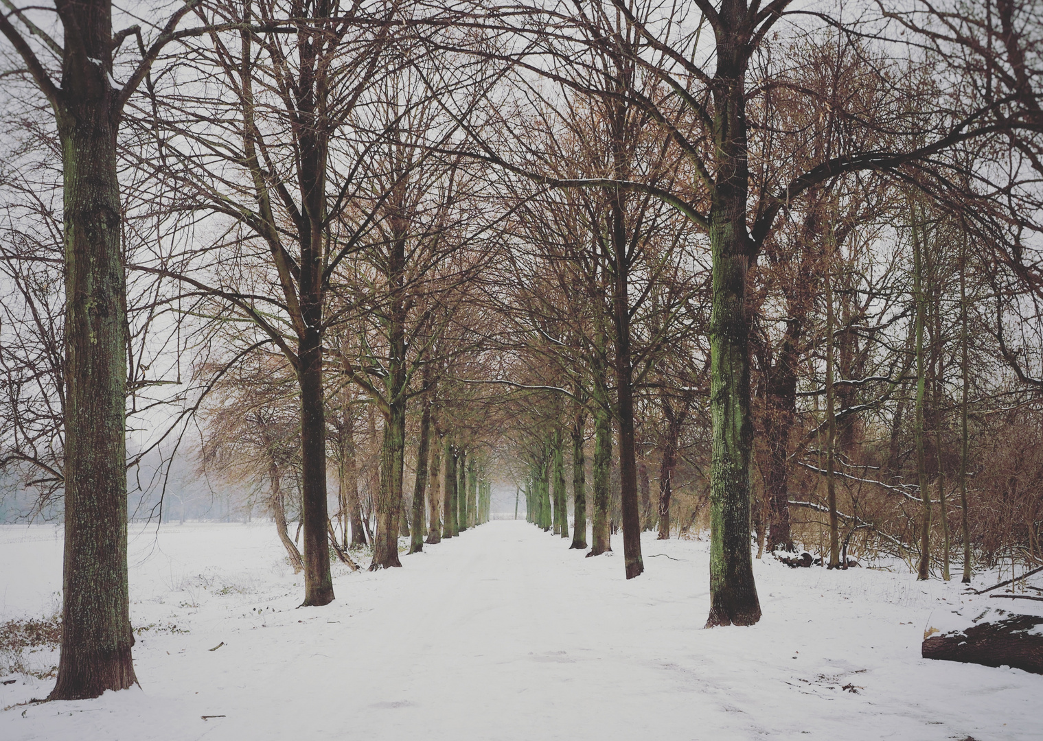 Baumallee im Winterkleid 