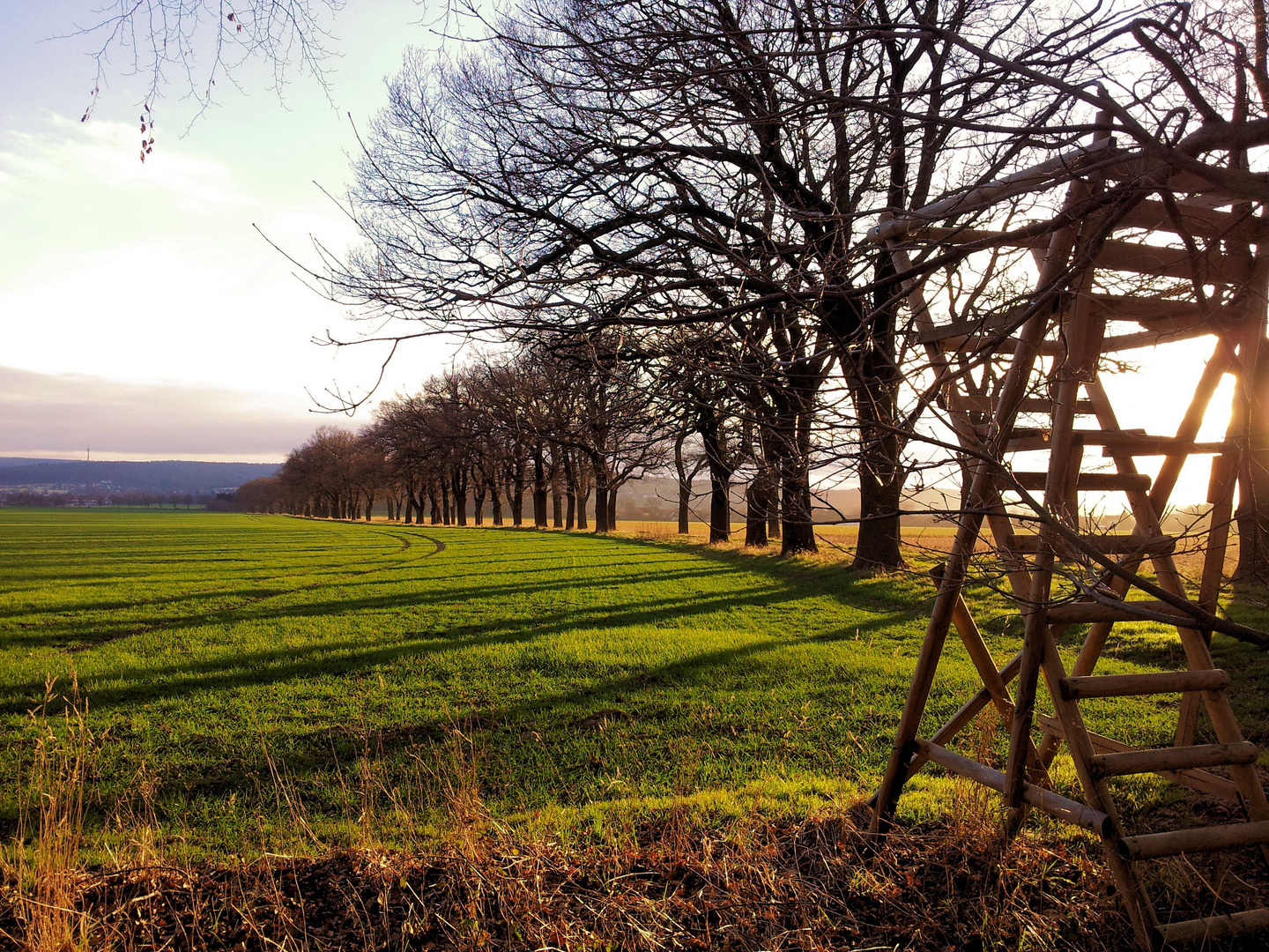 Baumallee in der Abendsonne