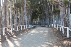 Baumallee in der Zufahrt zu einem Weingut in Tulbagh