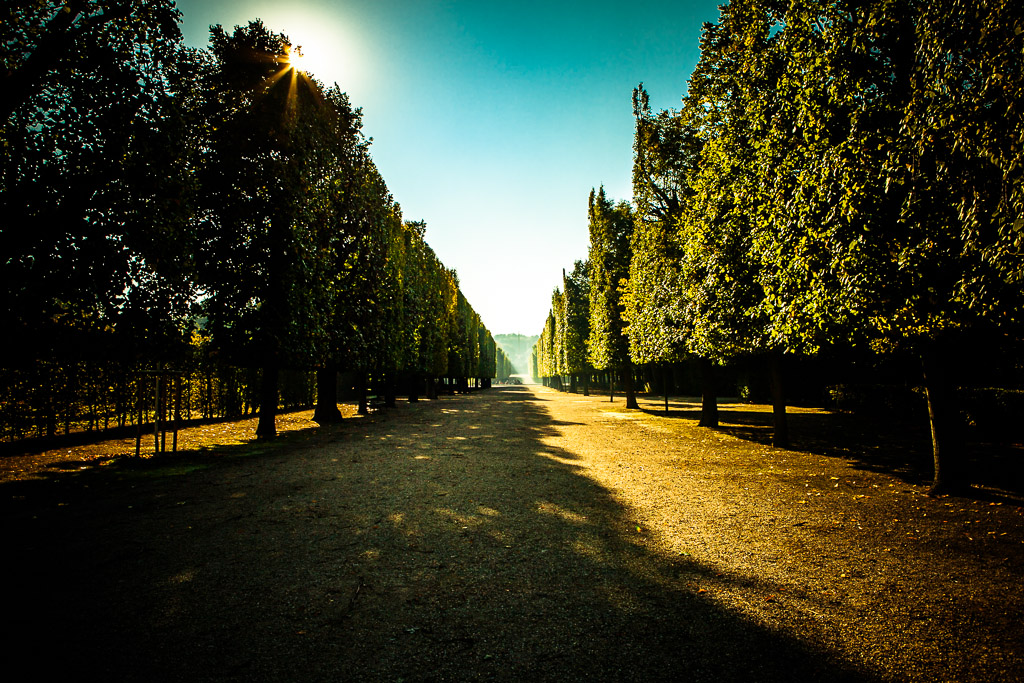 Baumallee in Schönbrunn