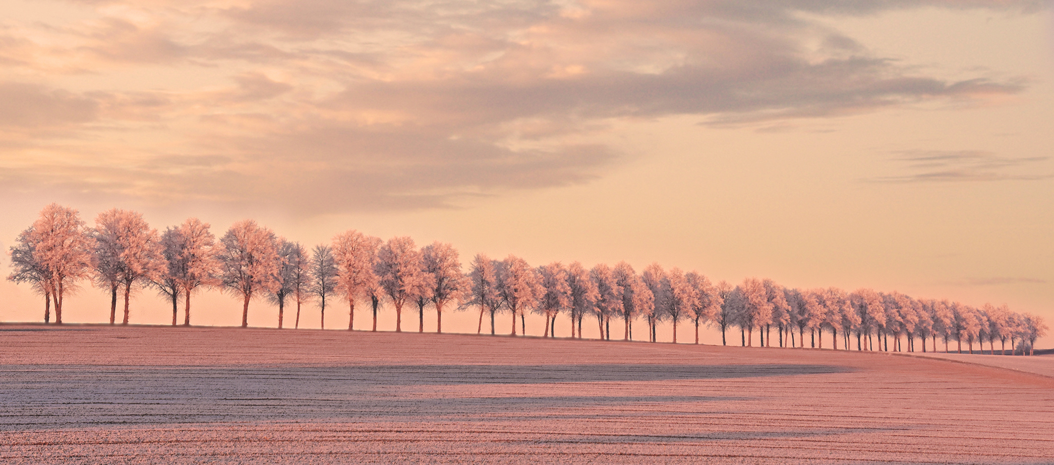  Baumallee kurz vor Sonnenuntergang.....