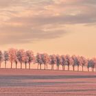  Baumallee kurz vor Sonnenuntergang.....
