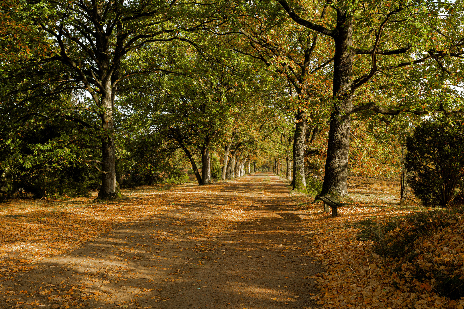 Baumallee Lüneburger Heide 