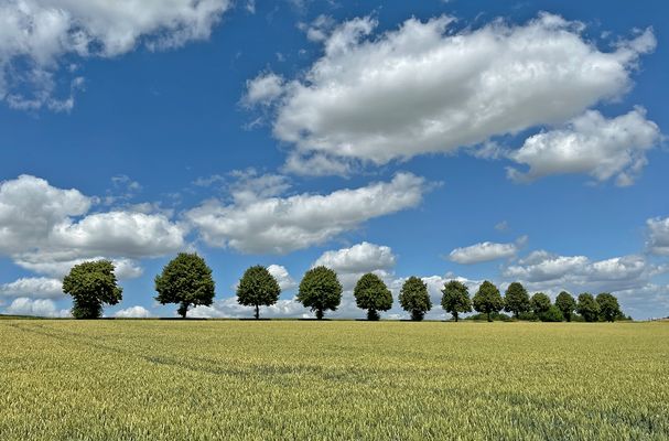 Baumallee und Roggenfeld....