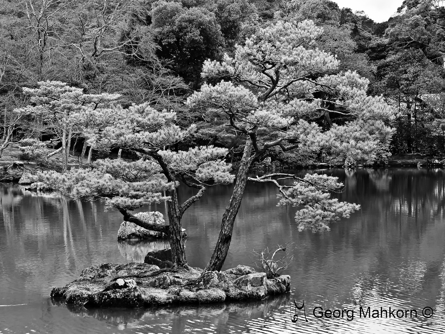 Baumansiedlung auf kleiner Insel im Japanischen Garten