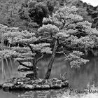 Baumansiedlung auf kleiner Insel im Japanischen Garten