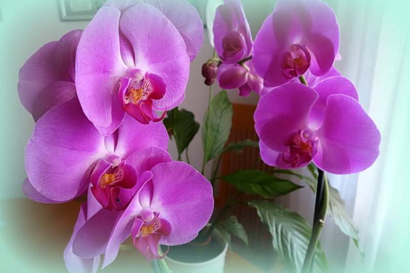 "Baumarkt"- Orchidee - hier mal anders