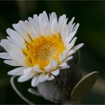 Baumaster (Pachystegia insignis).