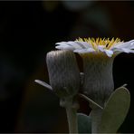 Baumaster (Pachystegia insignis).