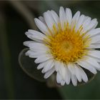 Baumaster (Pachystegia insignis)...