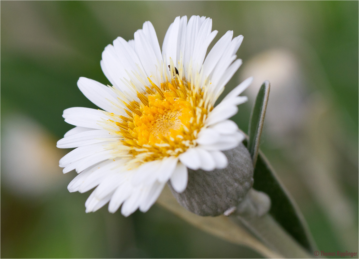 Baumaster (Pachystegia insignis)