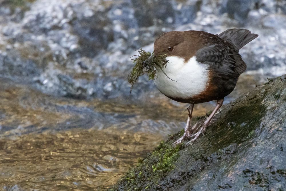 Baumaterial für das Nest