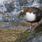 Baumaterial für das Nest