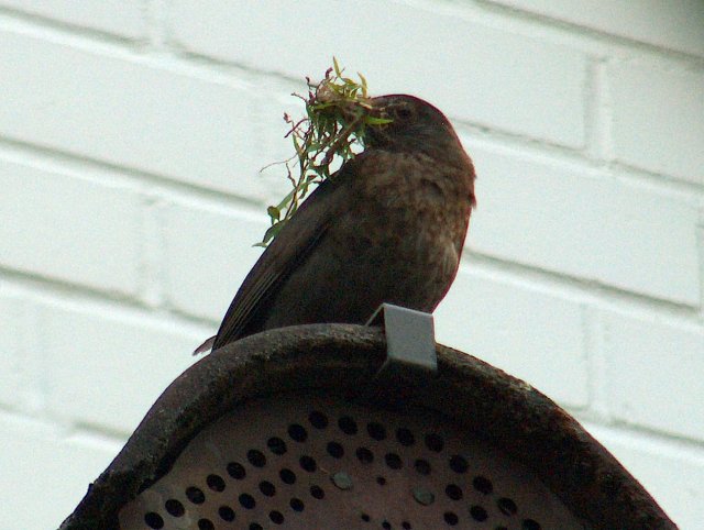 Baumaterial fürs Nest