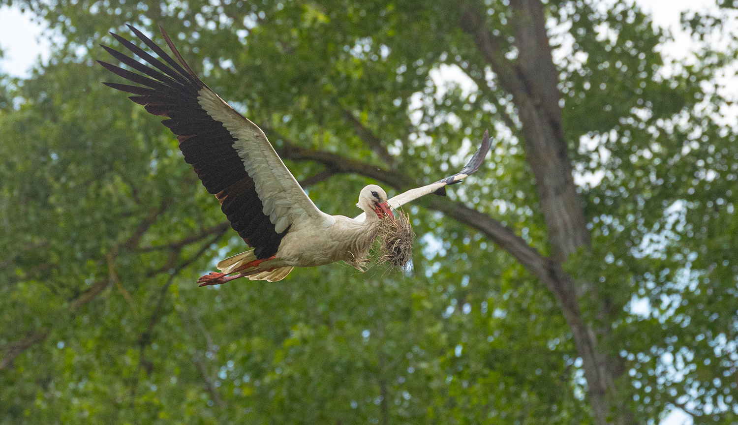 *** BAUMATERIAL IM FLUG ***