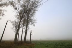Baumballett im Nebel