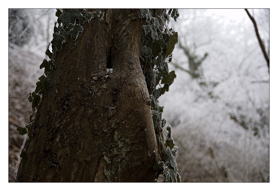 Baumbart oder Nasenbaum