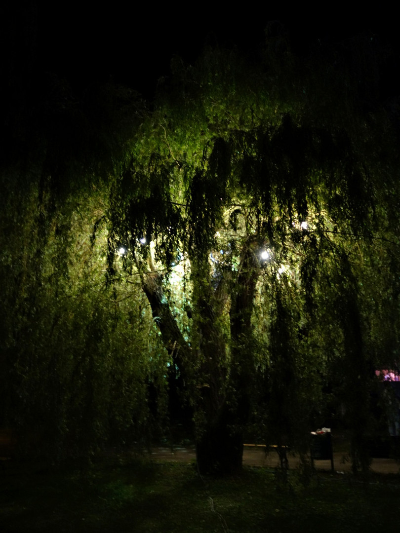 Baumbeleuchtung im Park bei Nacht