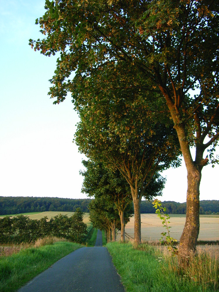 Baumberger Allee bei Sonnenuntergang, Münsterland