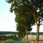 Baumberger Allee bei Sonnenuntergang, Münsterland