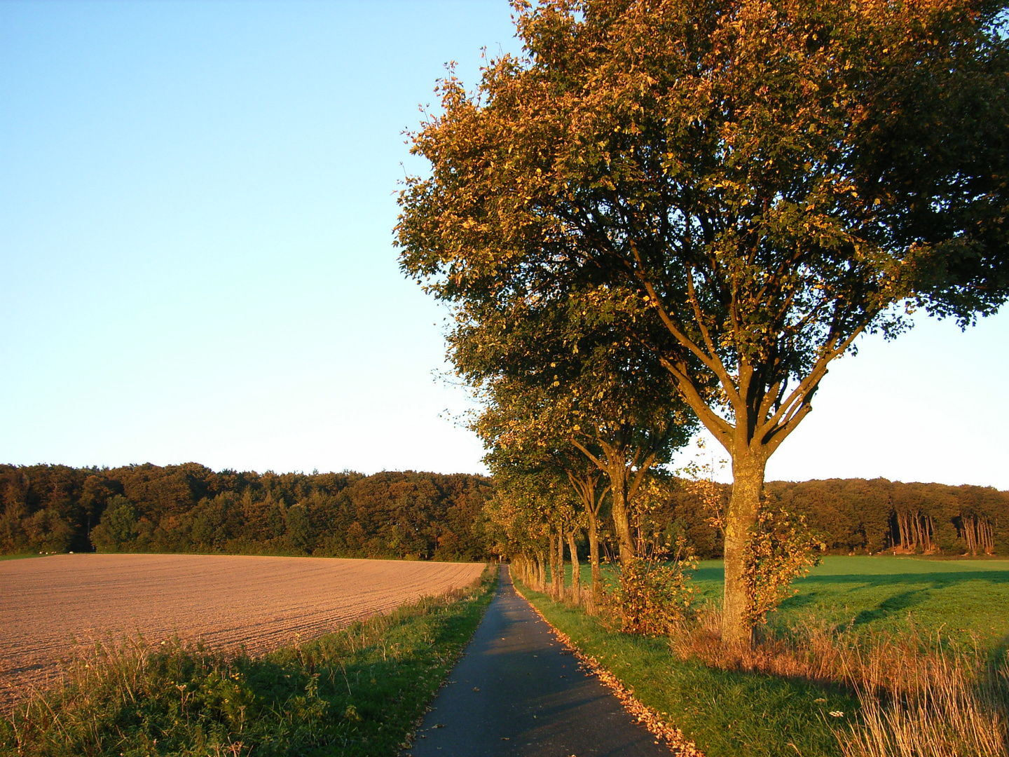 Baumberger Allee im Herbst 2010