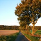 Baumberger Allee im Herbst 2010