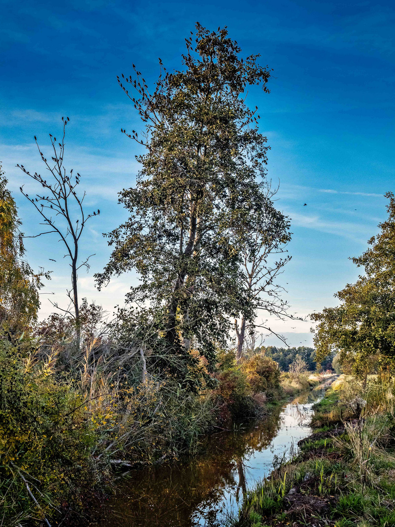 Baumbesetzung durch einen Starenschwarm