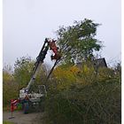 Baumbestand auslichten