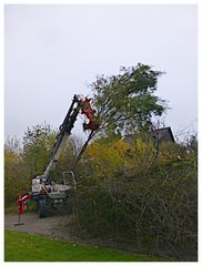 Baumbestand auslichten