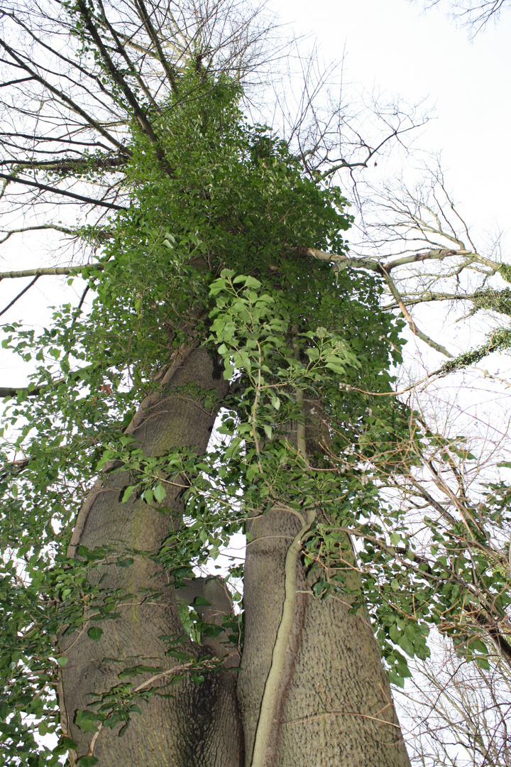 Baumbestand im Schloßgarten der Humboldts Berlin Tegel